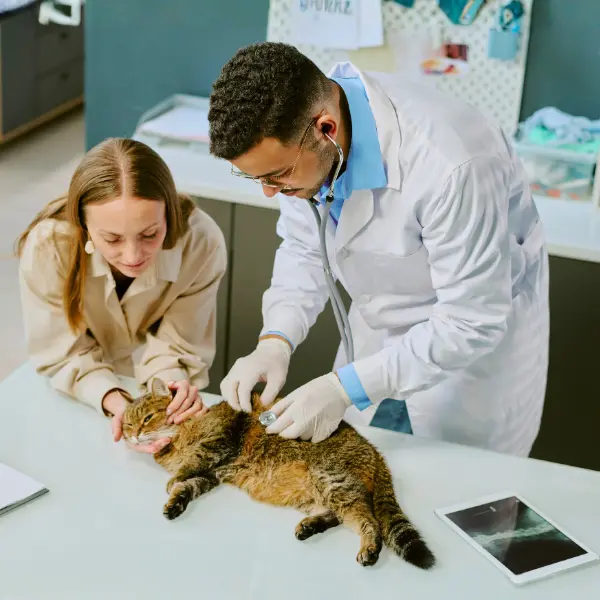 Sistema clinica veterinaria